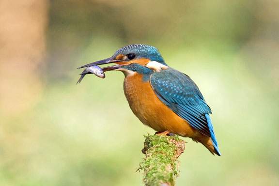 Foto eines Eisvogels mit Fisch im Schnabel