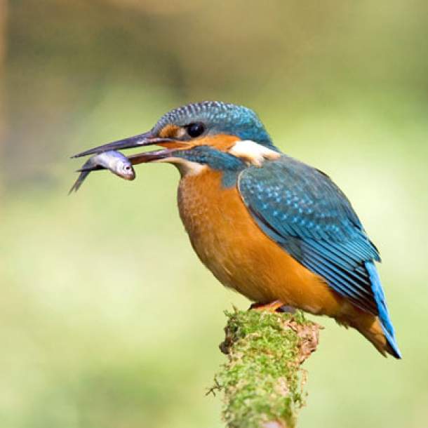 Foto eines Eisvogels mit Fisch im Schnabel.