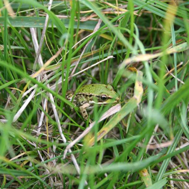 Foto eines grünen Frosches, der über Grashalme klettert.