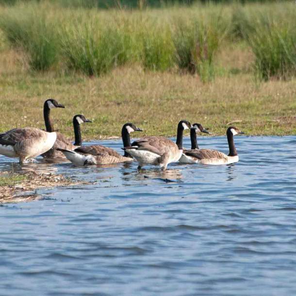 Foto einer Gruppe Kanadagänse, die ins Wasser gehen.