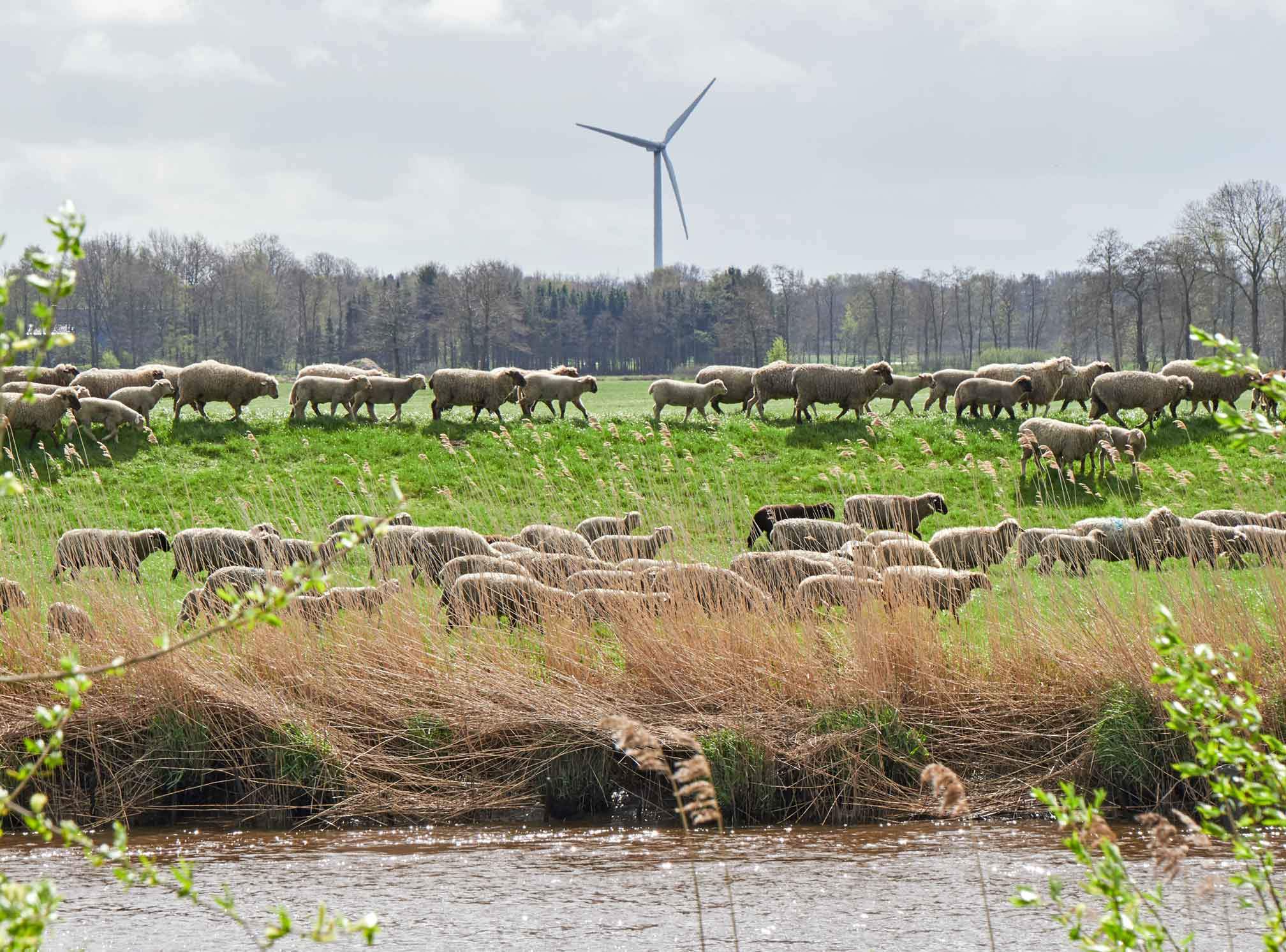 Schafherde auf einem Deich an einem Fluss, im Hintergrund ein Windrad