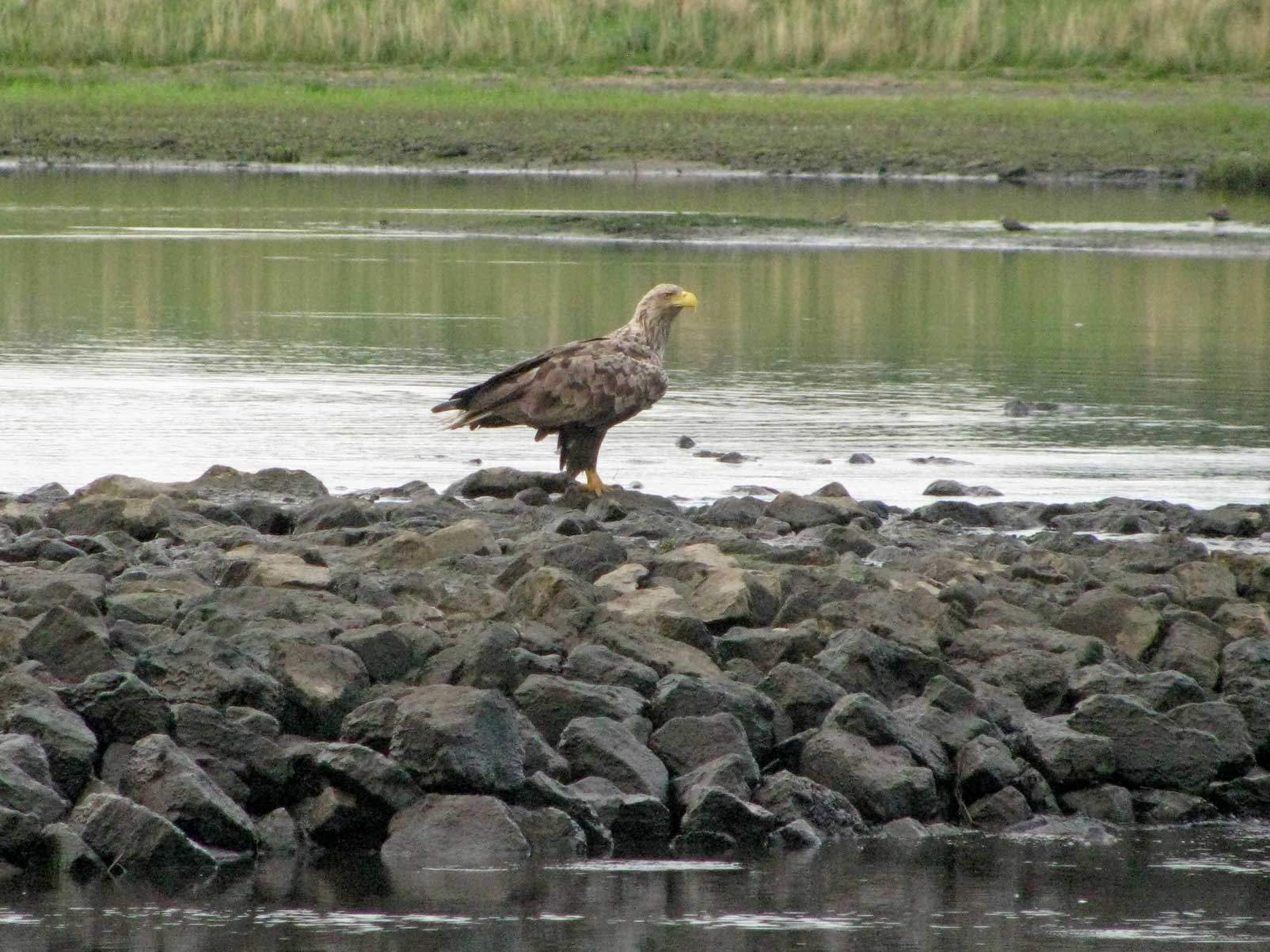 Foto eines Seeadlers auf einer Steinbune