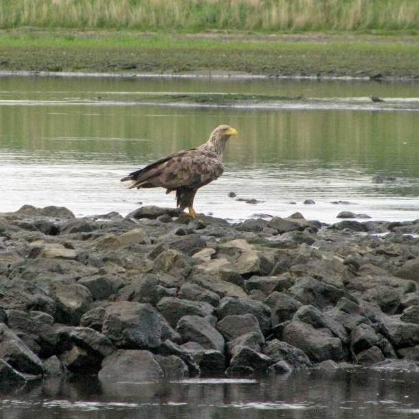 Foto eines Seeadlers, der auf einer Steinbuhne am Wasser sitzt.