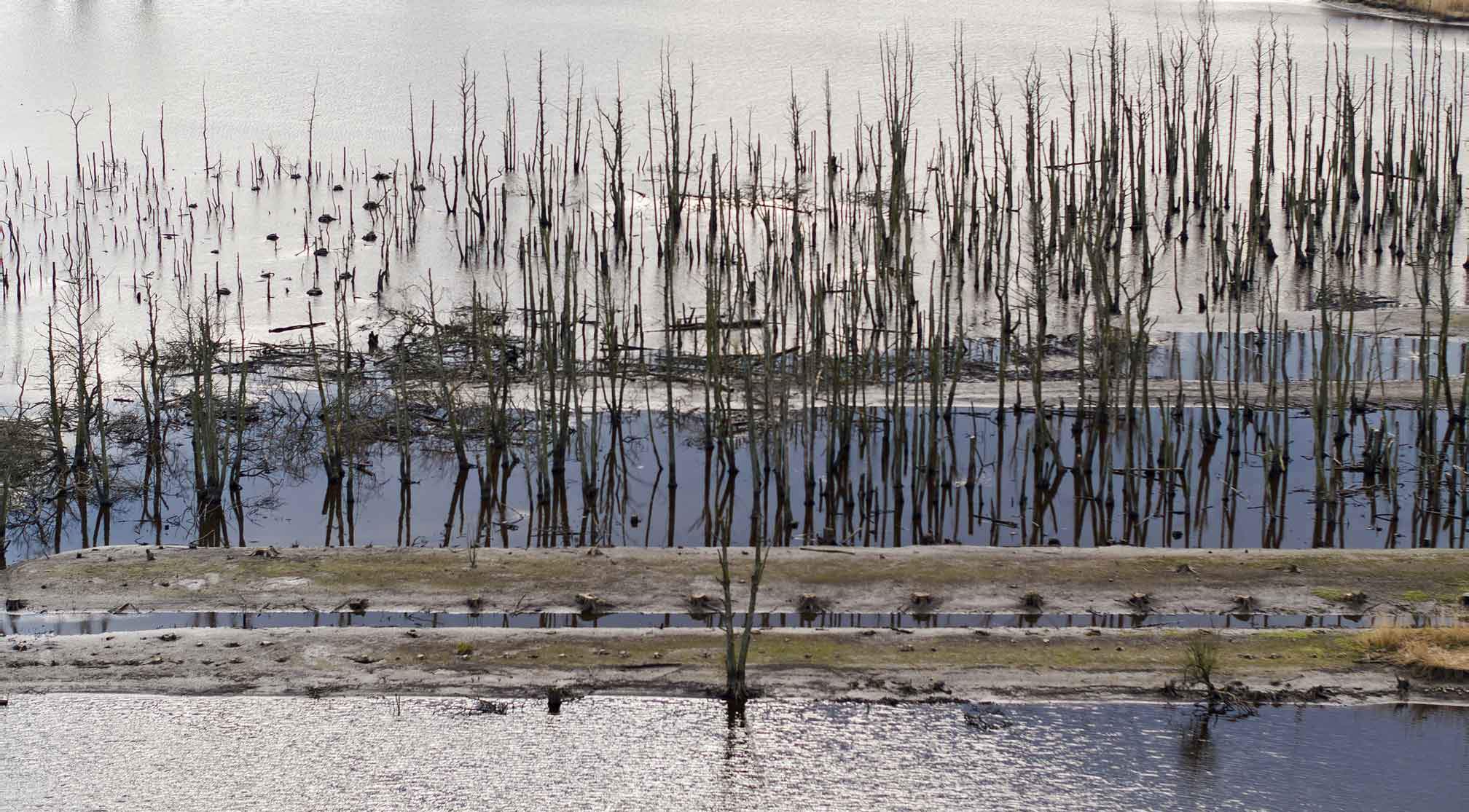 Überfluteter Wald mit abgestorbenen Bäumen, Wasserflächen und Sandbänken