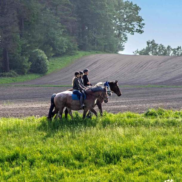 Foto von drei Reitern auf einer Wiese.