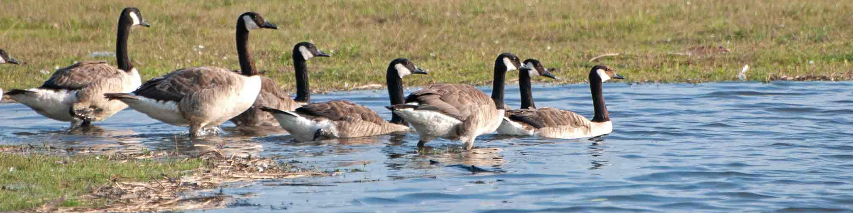 Gruppe von Kanadagänsen am Ufer eines Gewässers auf einer Wiese mit hohem Gras