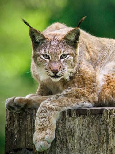 Foto von einem Luchs, der auf einem Baumstamm liegt.