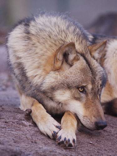 Foto eines Wolfes, der sich ausruht und trotzdem wachsam schaut.