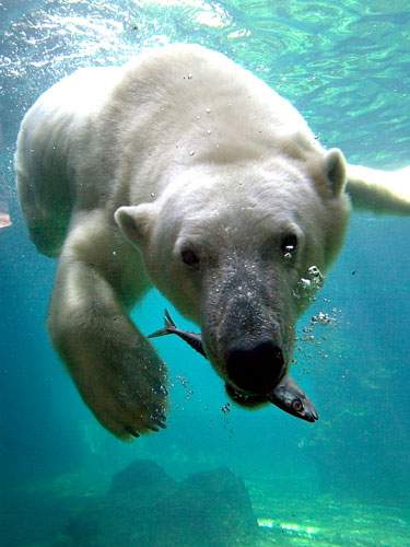 Foto eines Eisbärs, der unter Wasser einen Fisch fängt.