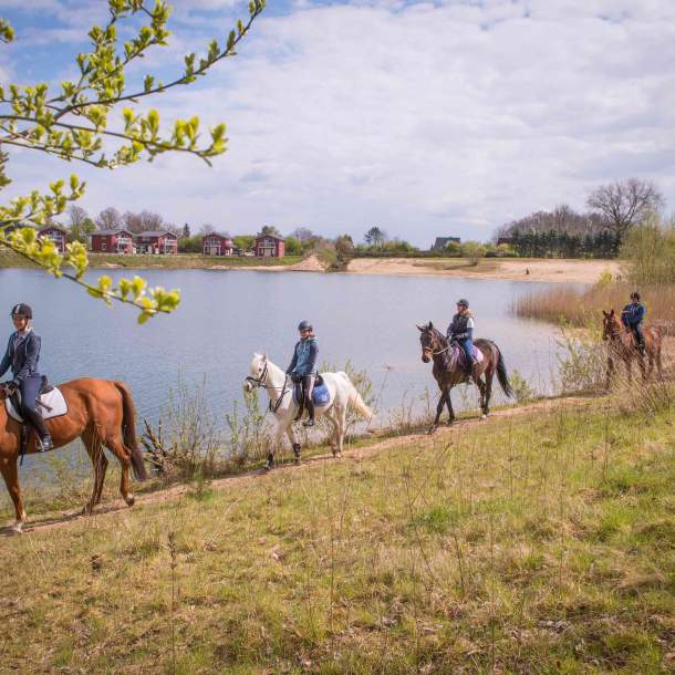 Foto von vier Pferden am Strand, auf denen Reiter:innen sitzen.