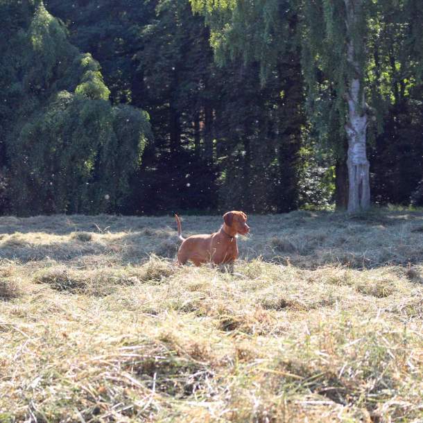 Bild einer Gruppe von Reiter:innen, die an einem Wald entlang reiten.
