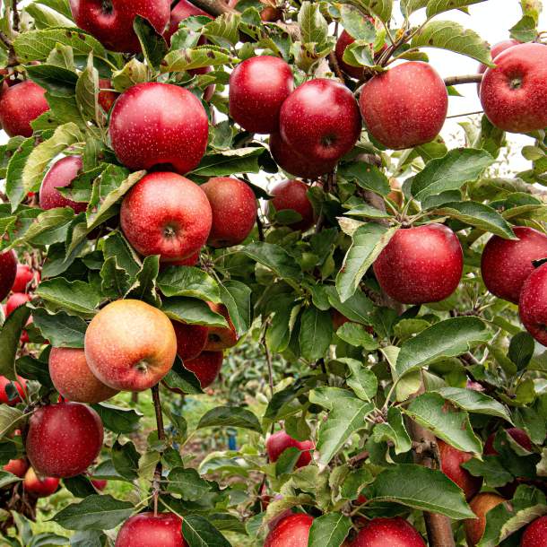 Foto von einem Apfelbaum im Alten Land.
