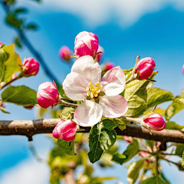 Foto einer Blüte von einem Kirschbaum im Alten Land.
