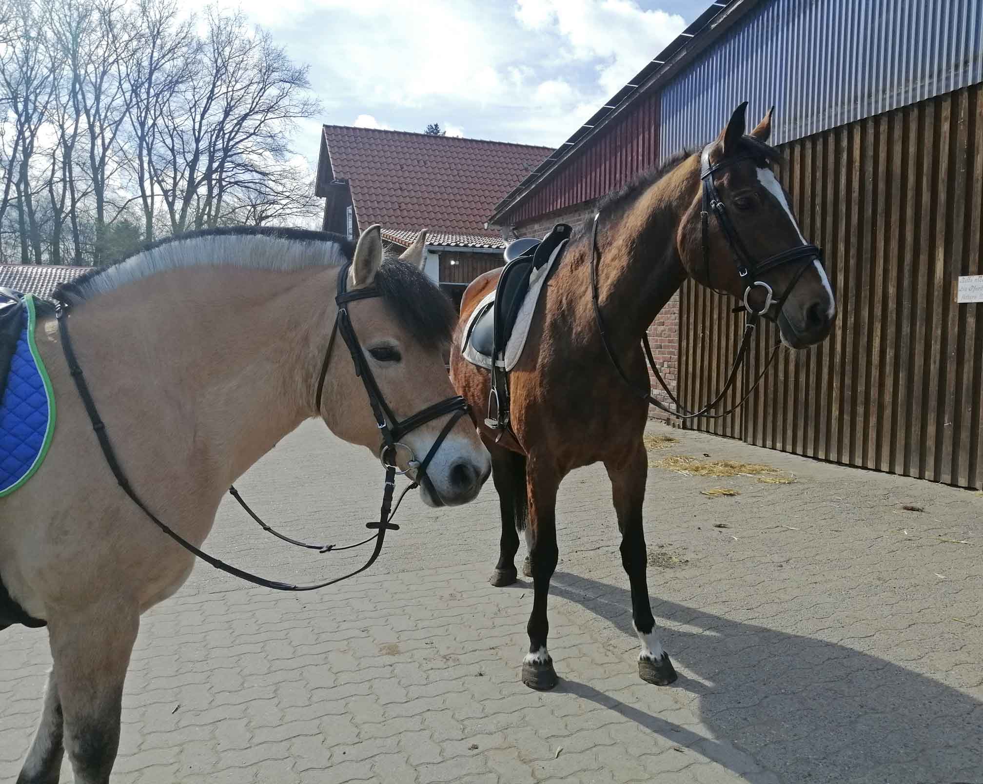 Foto von zwei Pferden, die gesattelt auf dem Reitstallgelände stehen.