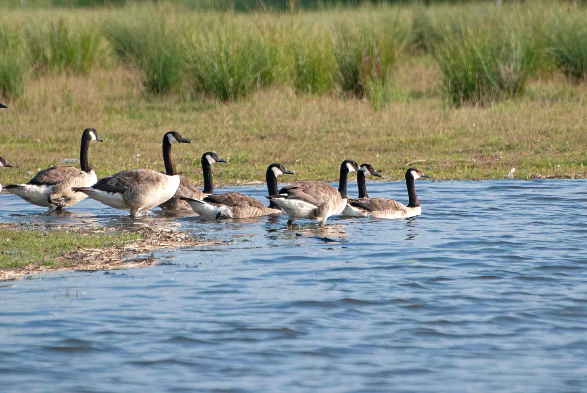 Gruppe von Kanadagänsen am Ufer eines Gewässers auf einer Wiese mit hohem Gras