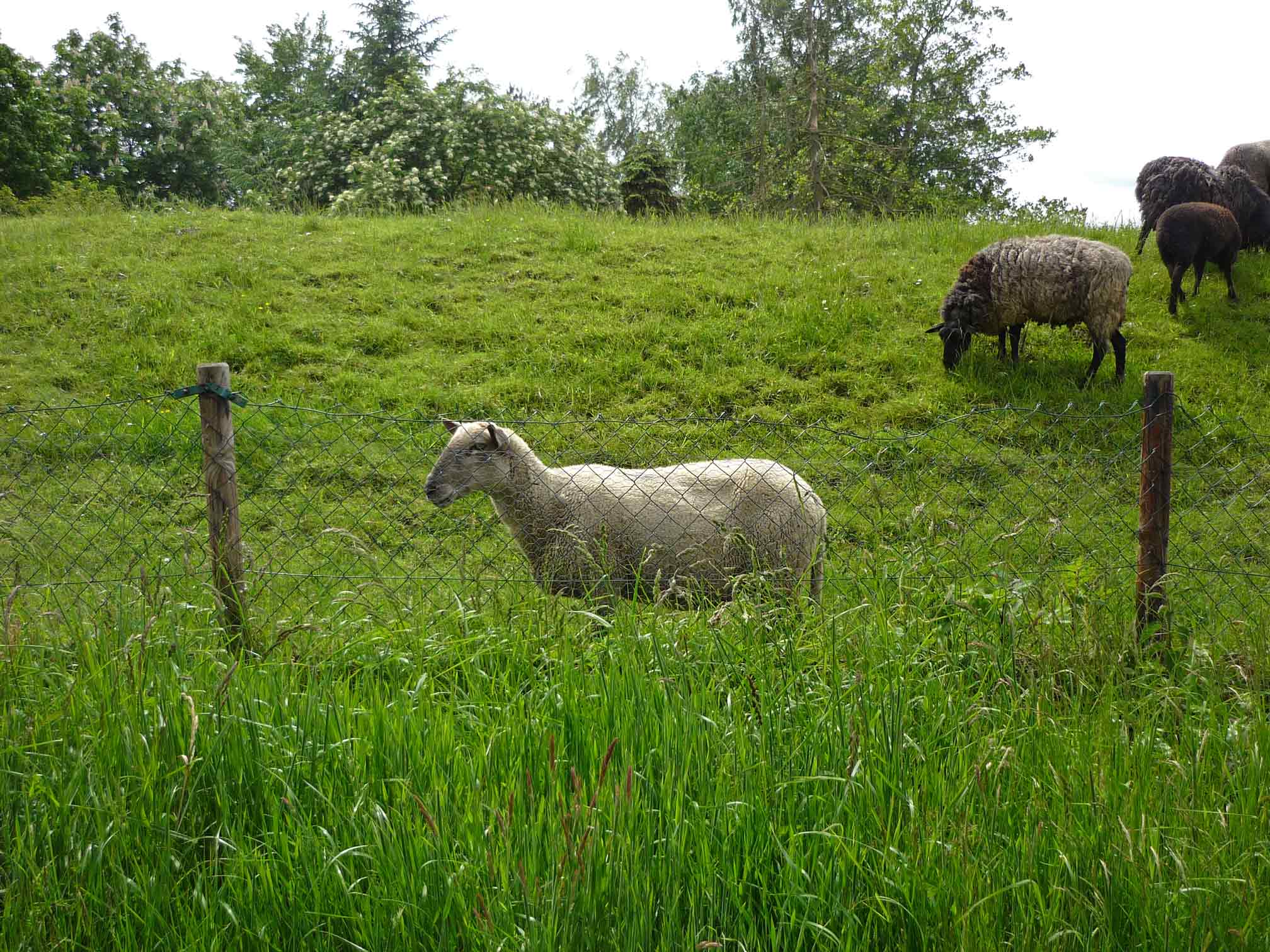 Viele Schafe weiden auf den Deichen der Oste 
