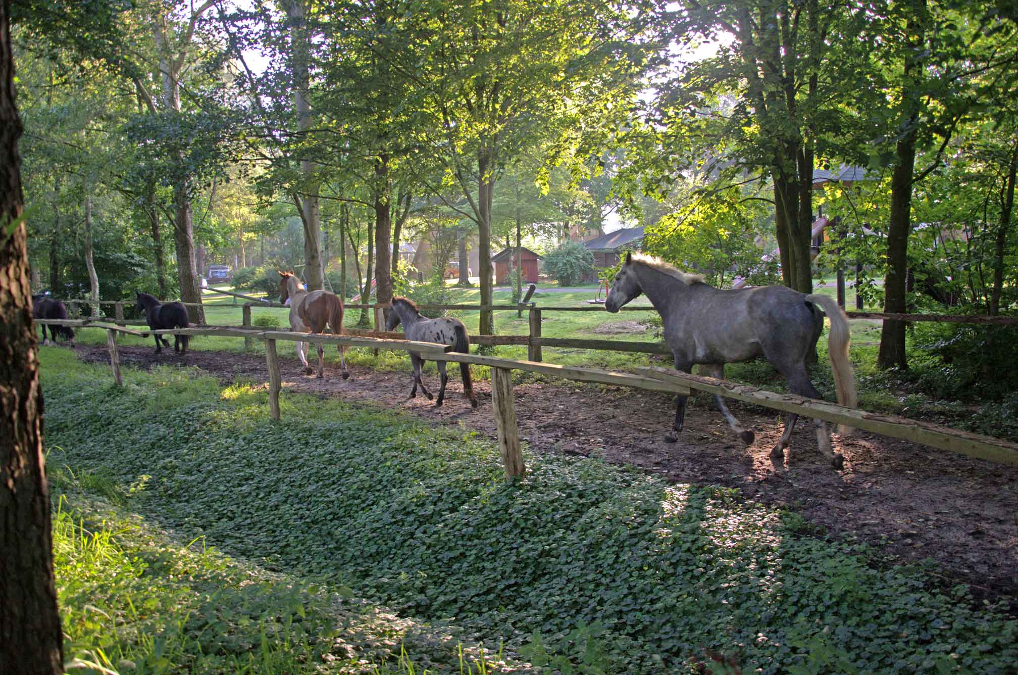 Pferde auf dem Weg zur Weide auf dem Deich – Weg quer durch den Ferienpark