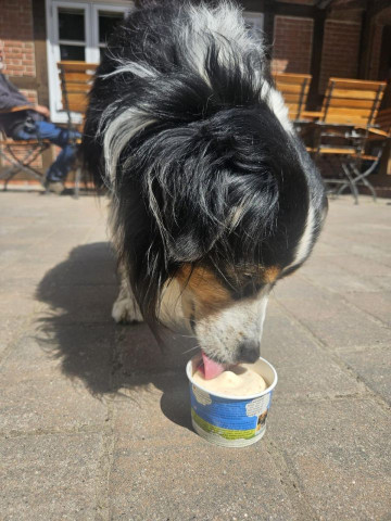 Bild von einem schwarz weißen Hund mit langem Fell, der Hundeeis aus einem kleinen Becher schleckt.