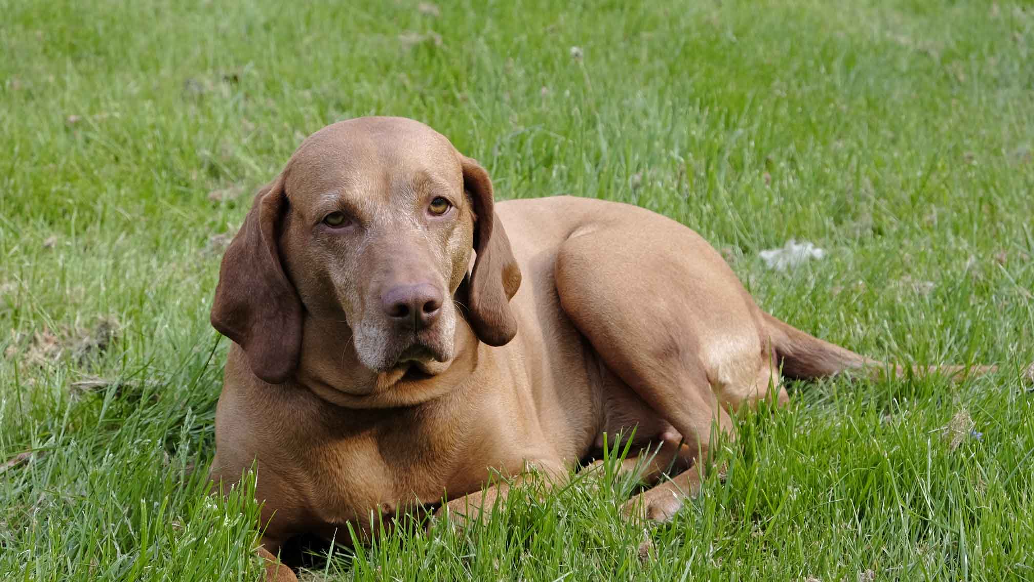 Foto eines entspannten Hundes auf einer grünen Wiese.
