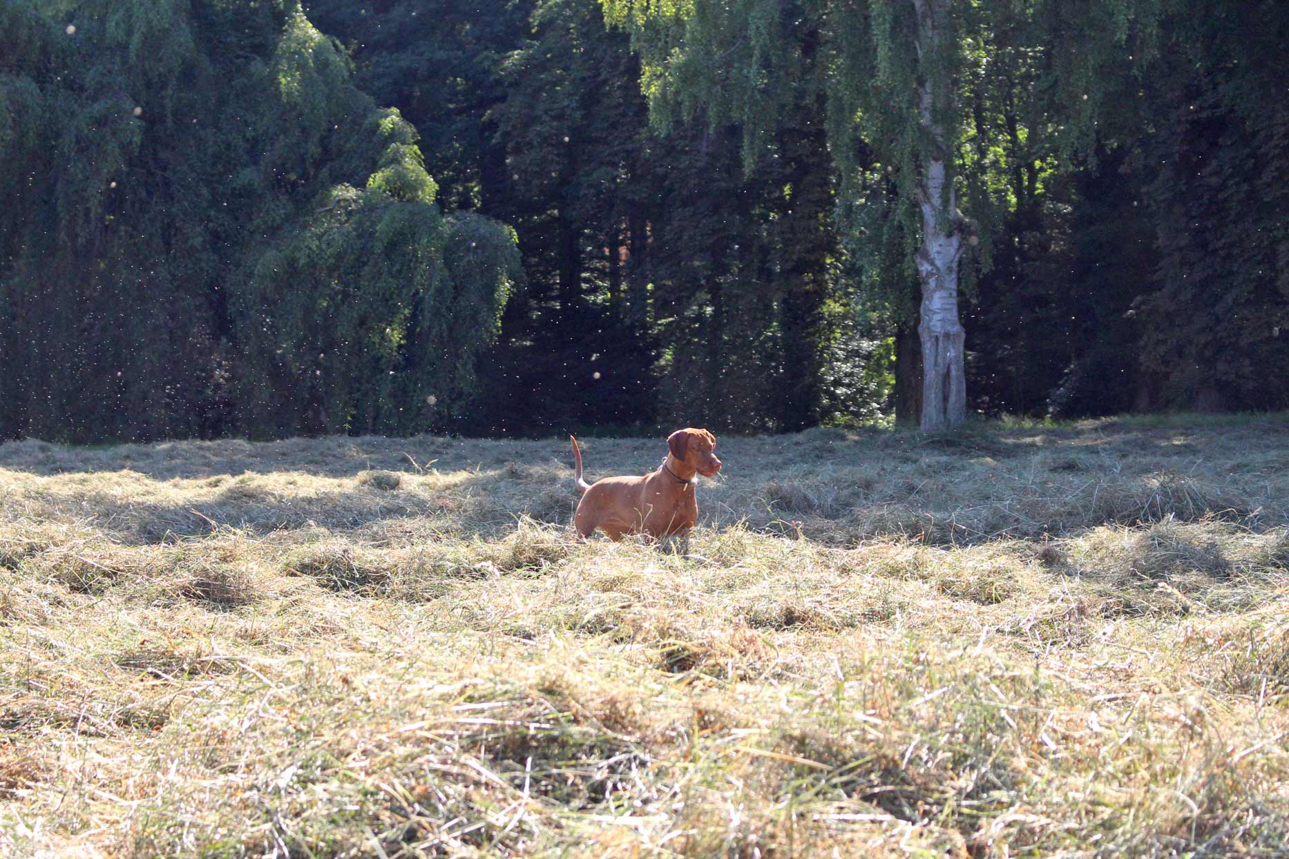 Hund auf Wiese im Sonnenschein, perfekte Umgebung für einen Urlaub mit Hund