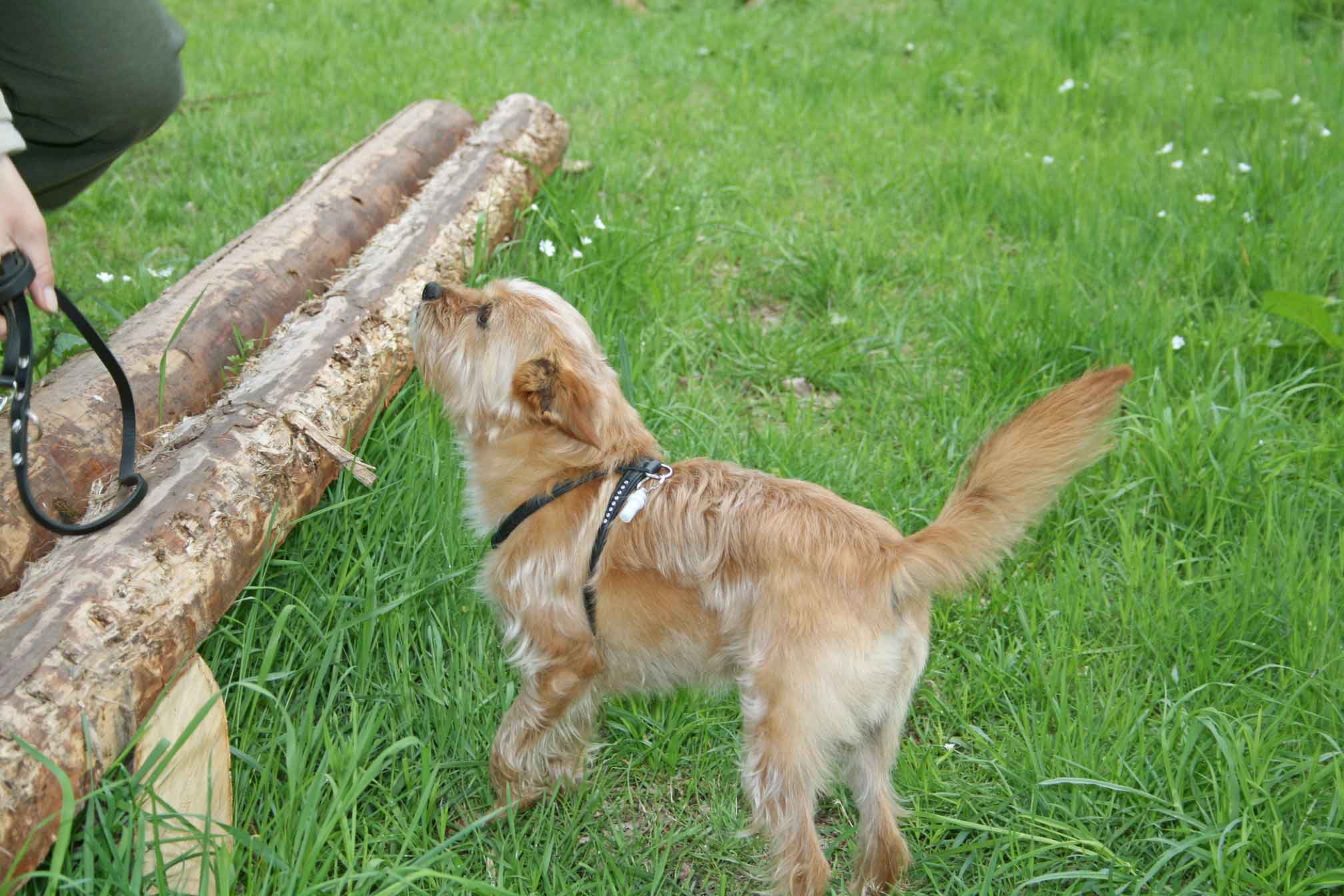 Foto eines kleinen Hundes, der auf einer Wiese steht und sich freut.