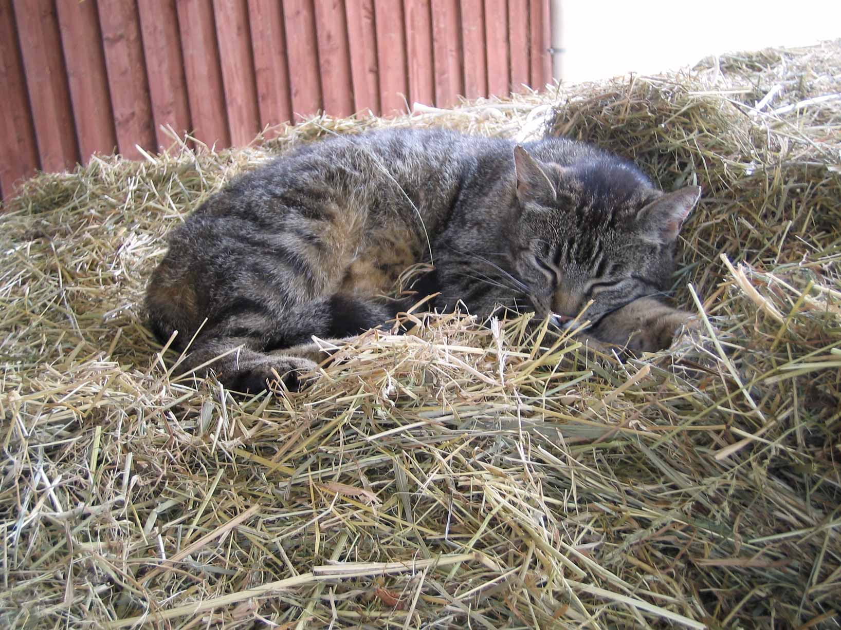 Foto einer Katze, die in einem Lager im Stroh schläft.