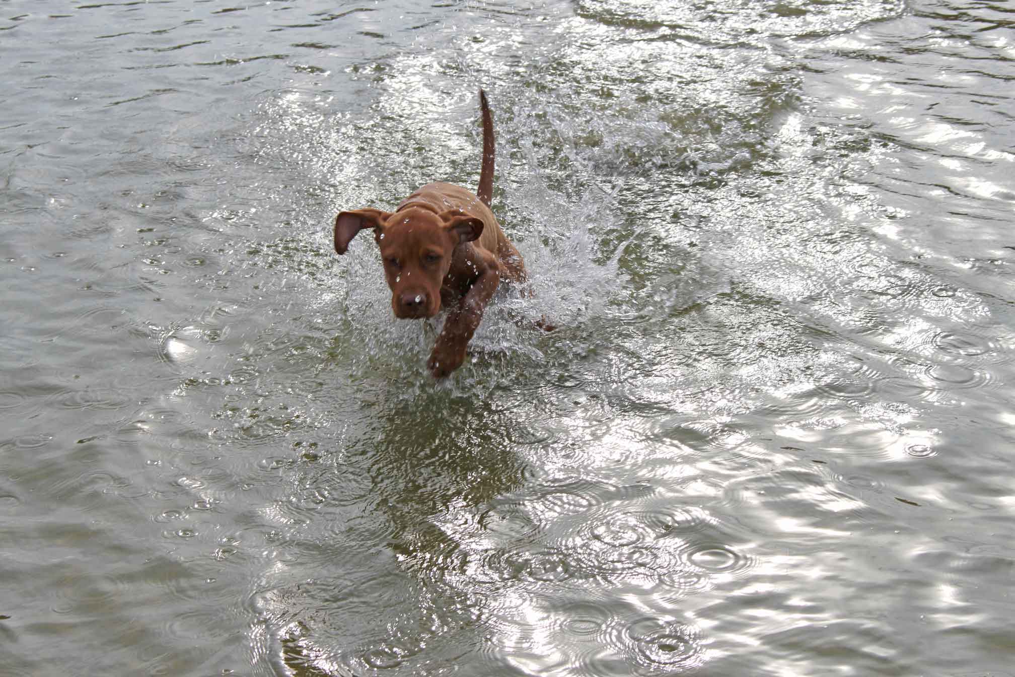 Foto eines kleinen Hundes, der durchs Wasser springt.