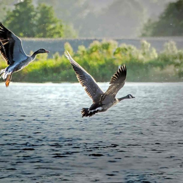 Foto von zwei Gänse, die vom Wasser aus losfliegen.