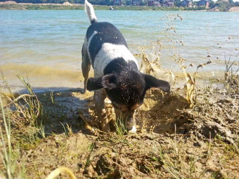 Foto eines kleinen Hundes, der am Strand im Wasser spielt.