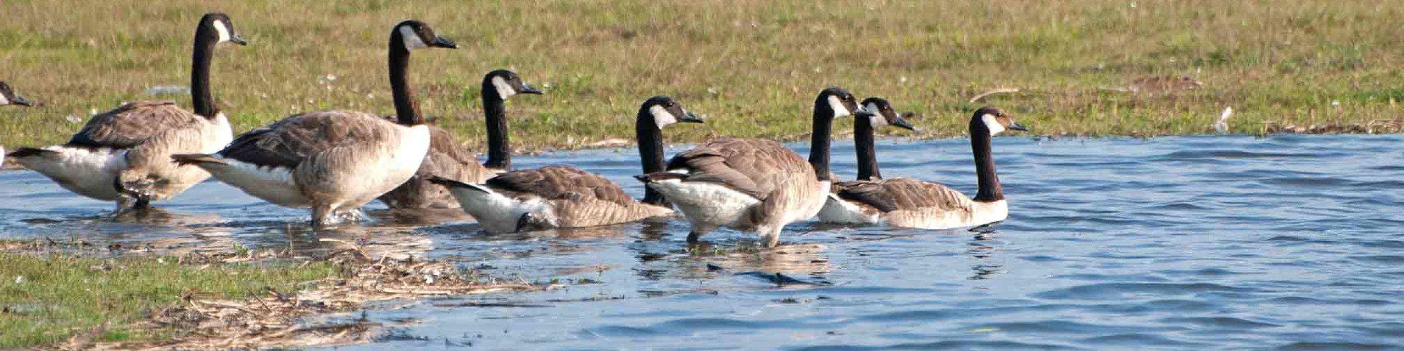 Gruppe von Kanadagänsen am Ufer eines Gewässers auf einer Wiese mit hohem Gras
