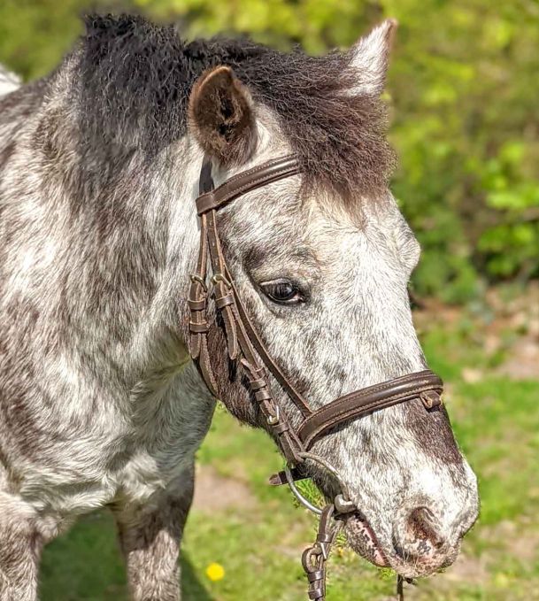 Mister - Ed der Kindermagnet