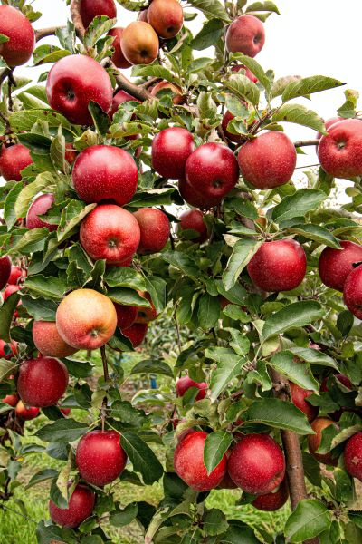 Foto eines Apfelbaumes, der an einem Zweig sehr viele Äpfel trägt.
