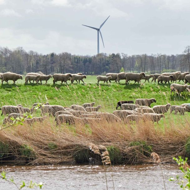 Foto einer Schafherde, die auf einem Deich an der Oste läuft.