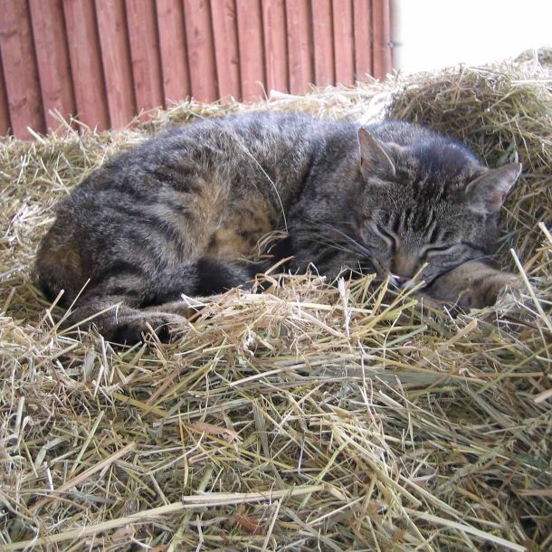 Foto einer Katze, die in einem Lager im Stroh schläft.