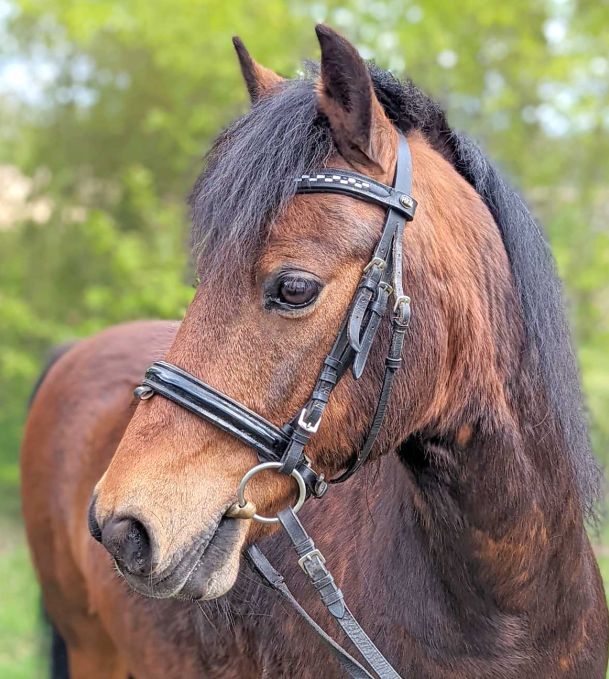 Balou - temperamentvoll Reiten lernen