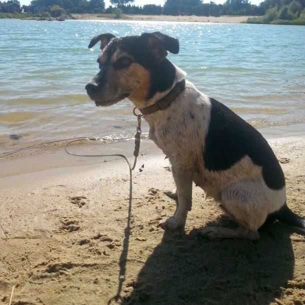 Foto von einem Hund, der am Ufer vom Geestsee sitzt.
