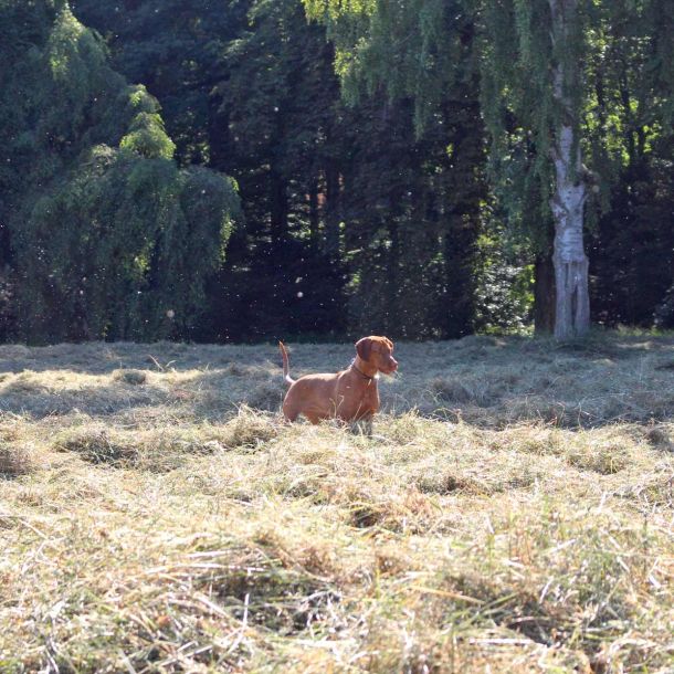 Hund auf Wiese im Sonnenschein, perfekte Umgebung für einen Urlaub mit Hund