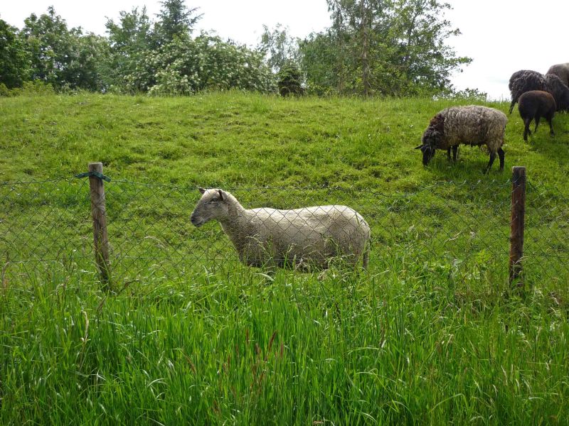 Viele Schafe weiden auf den Deichen der Oste
