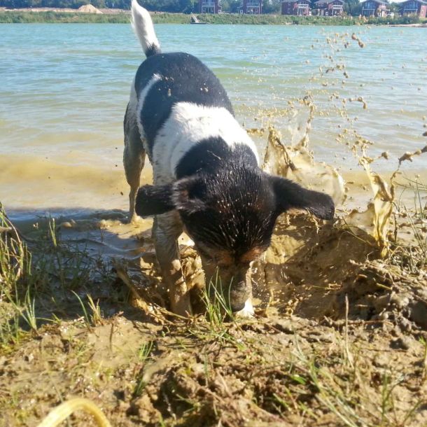 Foto eines kleinen Hundes, der im Matsch buddelt.