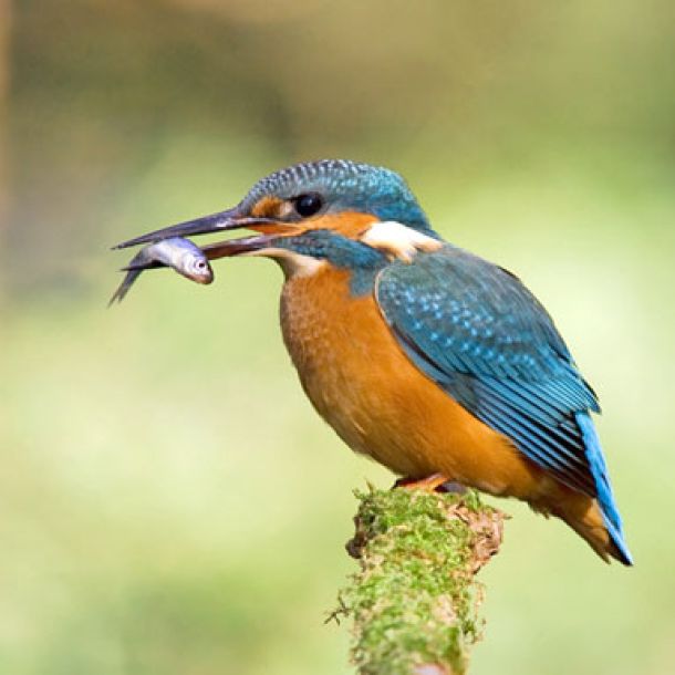 Foto eines Eisvogels mit Fisch im Schnabel.