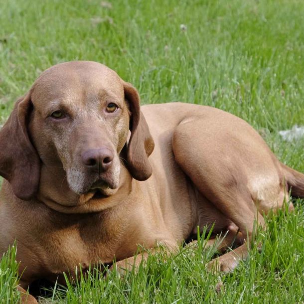 Foto von einem entspannt liegenden Hund auf einer Wiese.