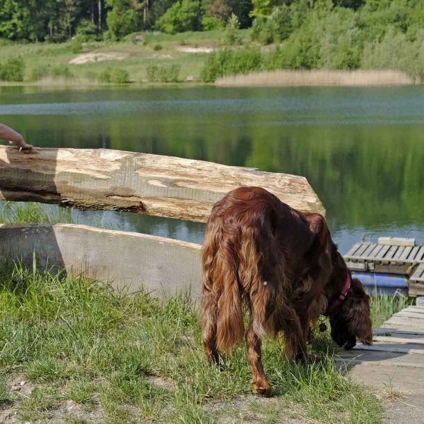 Foto eines Hundes, der den Weg zu einem Steg beschnuppert.