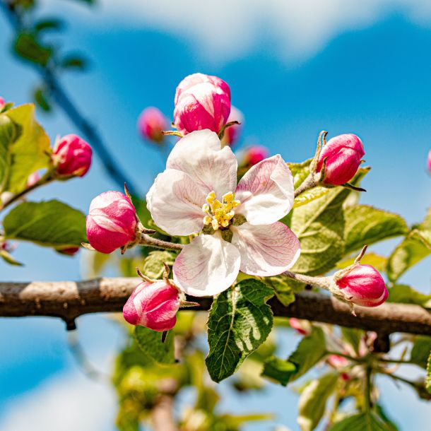 Foto einer Blüte von einem Kirschbaum im Alten Land.