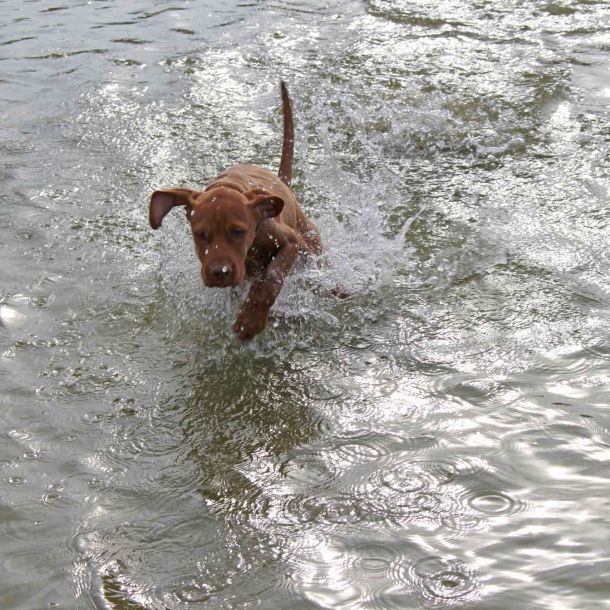 Foto eines kleinen Hundes, der durchs Wasser springt.