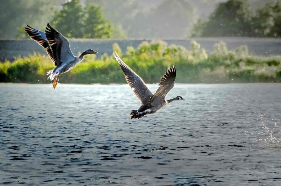 Foto von zwei unterschiedlichen Gänsen, die losfliegen