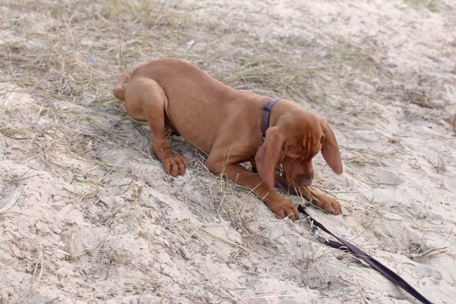 Foto von einem braunen Hund am Strand