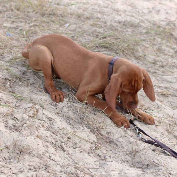 Foto von einem Welpen, der am Strand spielt.
