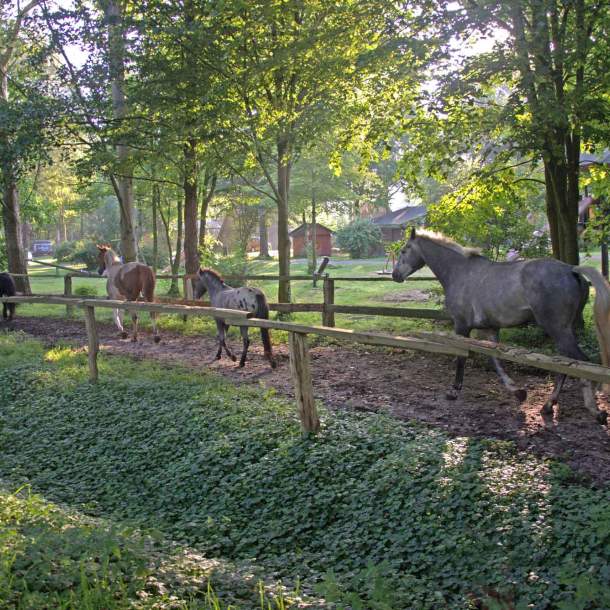 Foto von den Pferden auf dem morgendlichen Weg in den Stall