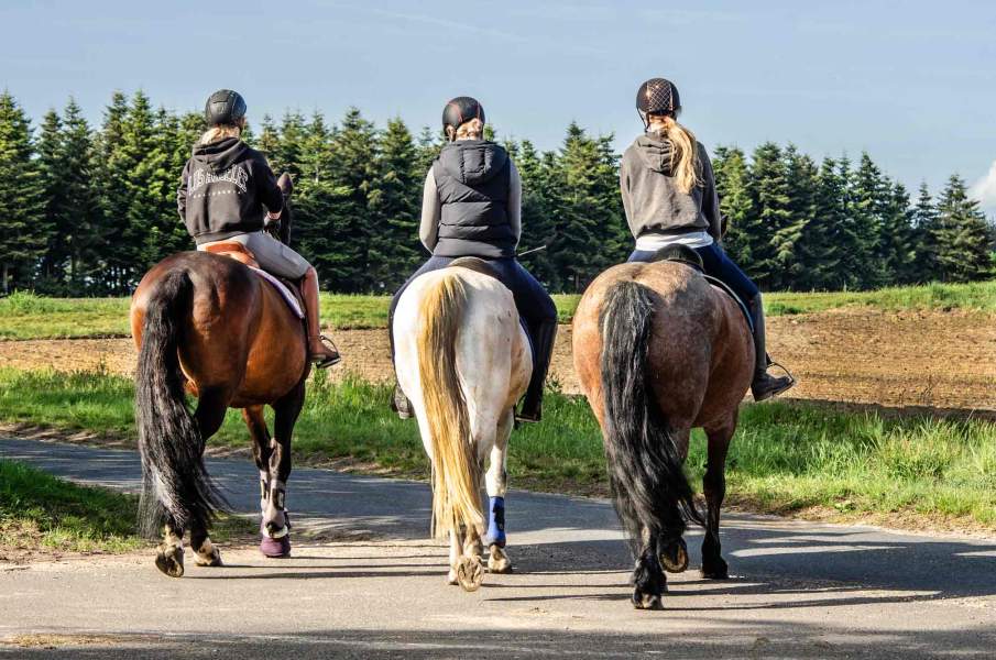 Foto von drei Pferden, die auf einen Wald und eine Wiese zu reiten.