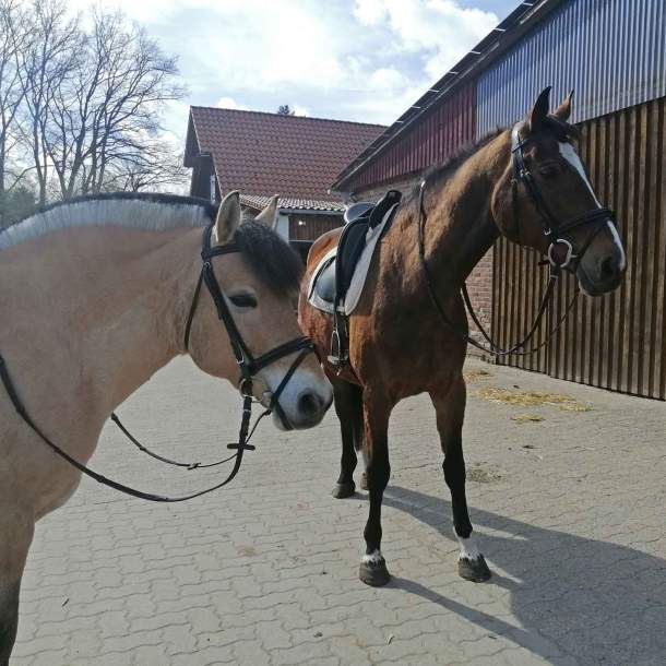 Foto von zwei Pferden, die gesattelt auf dem Reitstallgelände stehen.